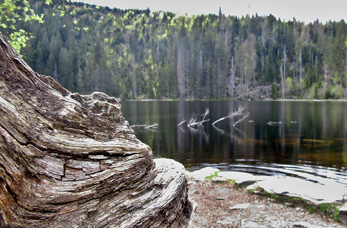 Stubenbacher See (Prášilské jezero) 2