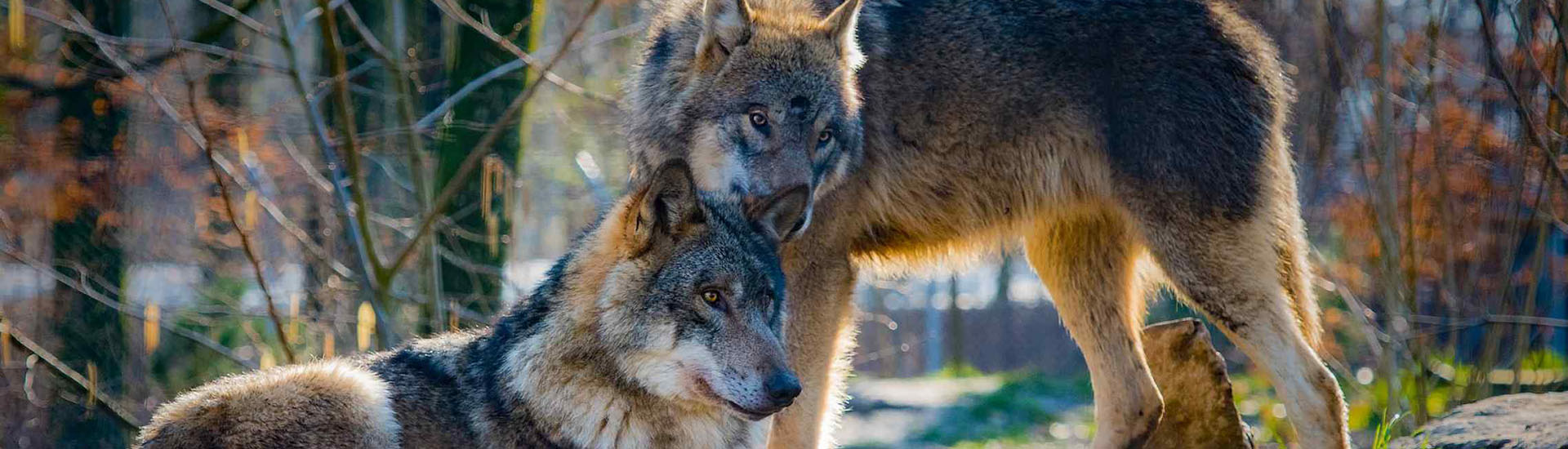 Wolfs-Lehrpfad & Besucherzentrum Srní